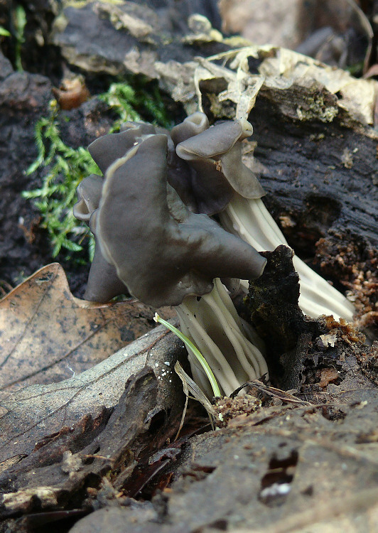 chriapač jamkatý Helvella lacunosa Afzel.