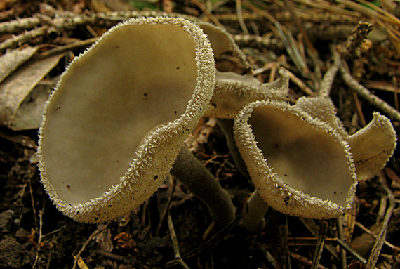 chriapač brvitý Helvella macropus (Pers.) P. Karst.