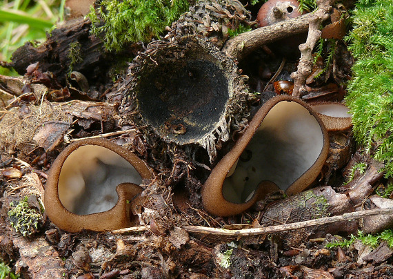 humária polguľovitá Humaria hemisphaerica (F.H. Wigg.) Fuckel