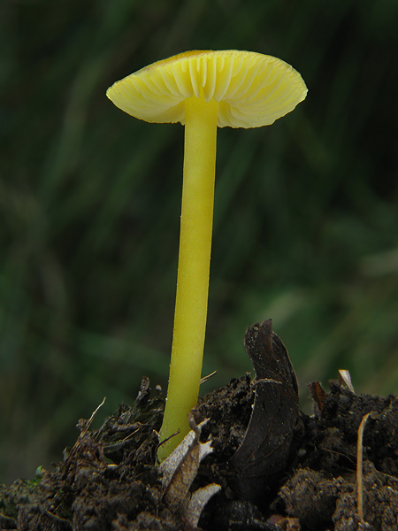 lúčnica citrónovožltá Hygrocybe chlorophana (Fr.) Wünsche