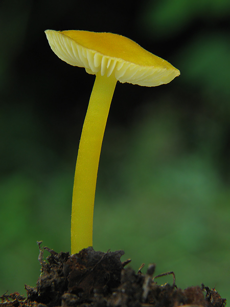 lúčnica citrónovožltá Hygrocybe chlorophana (Fr.) Wünsche