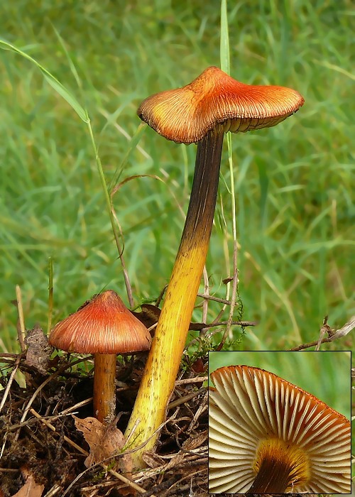 lúčnica kužeľovitá Hygrocybe conica (Schaeff.) P. Kumm.