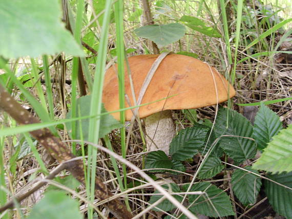 kozák osikový Leccinum albostipitatum den Bakker & Noordel.