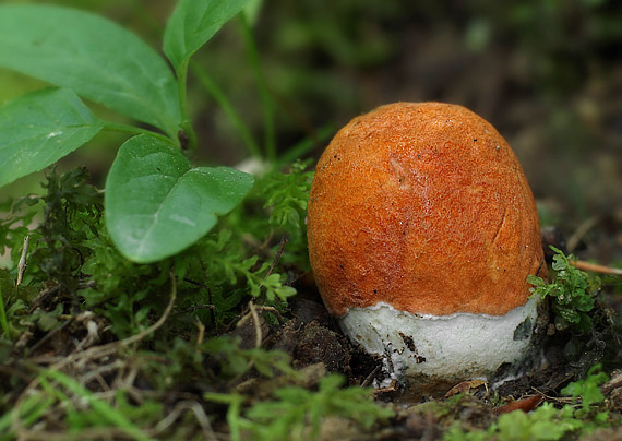 kozák osikový Leccinum albostipitatum den Bakker & Noordel.