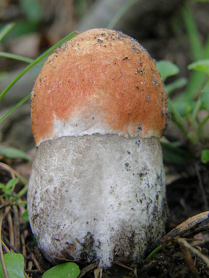 kozák dubový Leccinum aurantiacum (Bull.) Gray