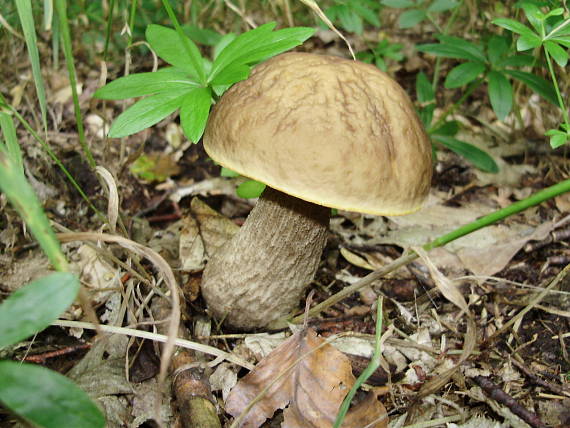 kozák hrabový Leccinum pseudoscabrum (Kallenb.) Šutara