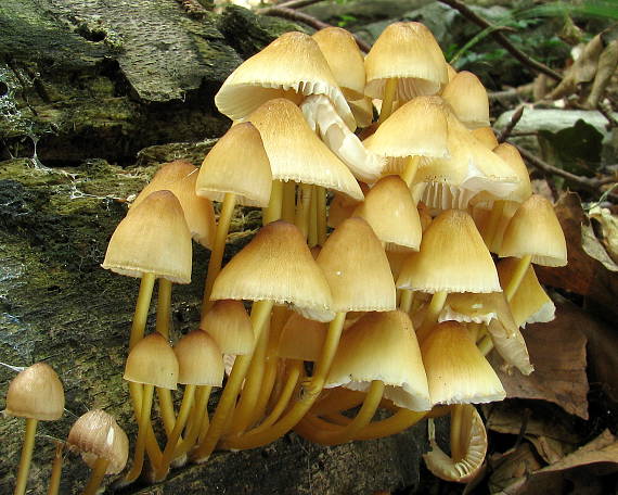 prilbička žltohlúbiková Mycena renati Quél.