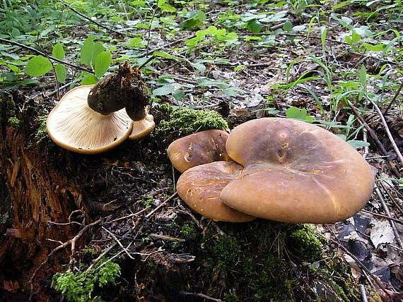 čechračka tmavohlúbiková Paxillus atrotomentosus