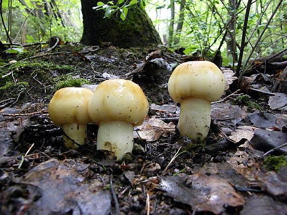 plávka smradľavá Russula foetens Pers.