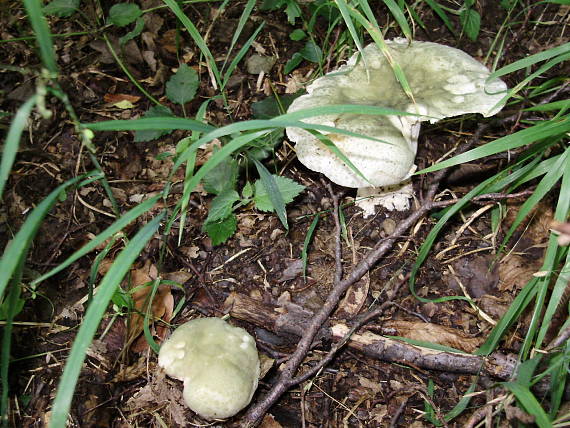 plávka zelenkastá Russula virescens (Schaeff.) Fr.