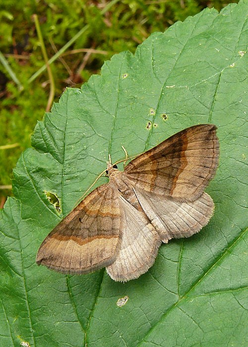 piadivka stoklasová Scotopteryx chenopodiata