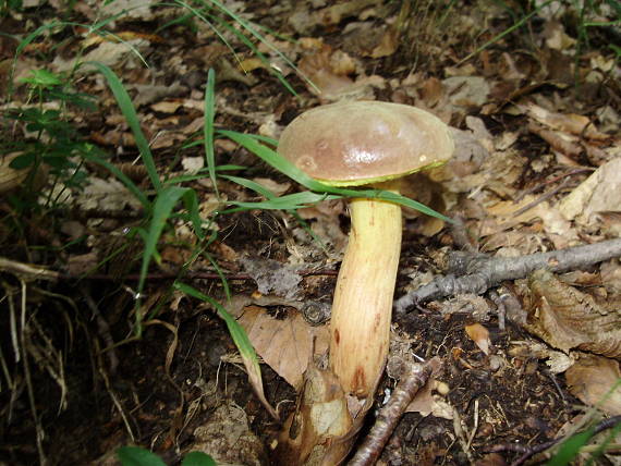 suchohríb plstnatý Xerocomus subtomentosus L.