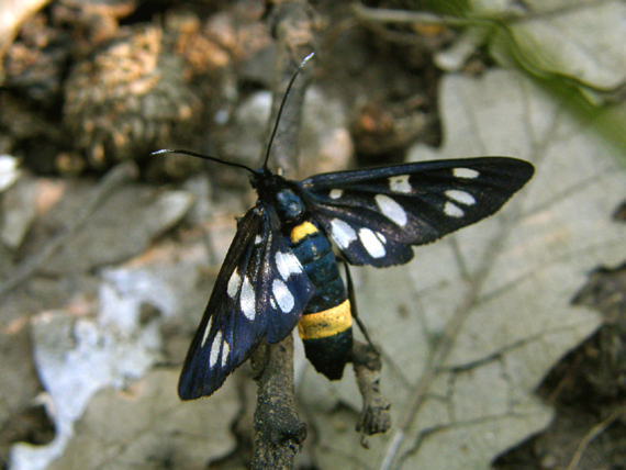 bieloškvrnáč púpavcový / běloskvrnáč pampeliškový Amata phegea Linnaeus, 1758