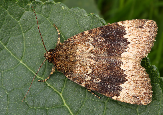 blyšťavka liesková Amphipyra perflua