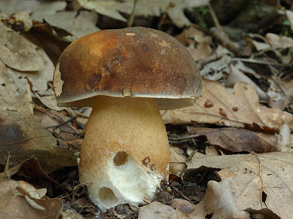 hríb bronzový Boletus aereus Bull. ex Fr.