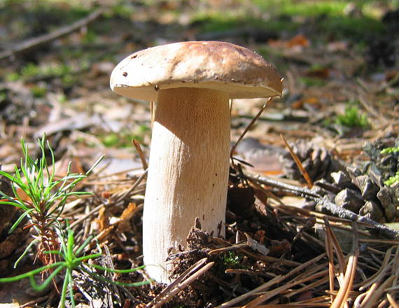 hríb smrekový Boletus edulis Bull.