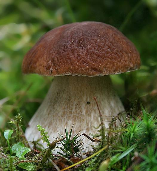 hríb smrekový Boletus edulis Bull.