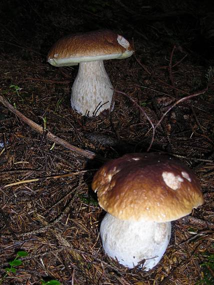 hríb smrekový  Boletus edulis Bull.