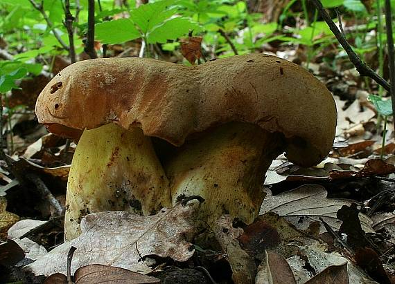 hríb príveskatý Butyriboletus appendiculatus (Schaeff. ex Fr.) Secr.