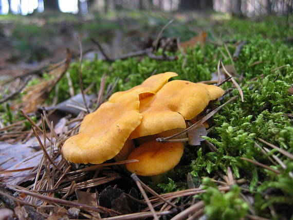 kuriatko jedlé Cantharellus cibarius Fr.