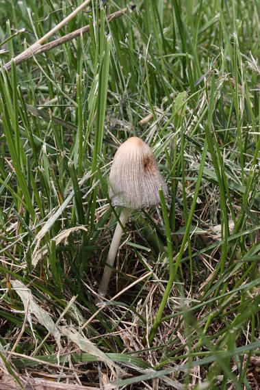 hnojník Coprinus sp.