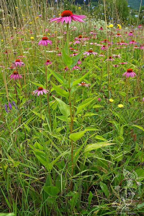 echinacea purpurová Echinacea purpurea (L.) Moench