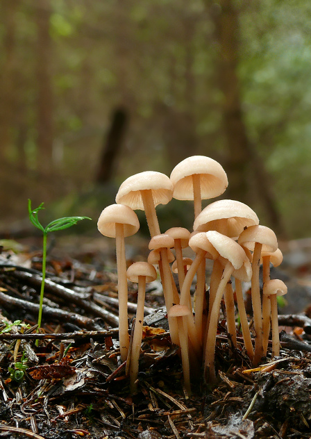 peniazovka trsovitá Gymnopus confluens (Pers.) Antonín, Halling & Noordel.