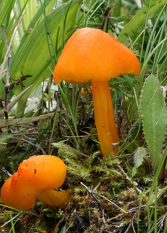 lúčnica Hygrocybe sp.