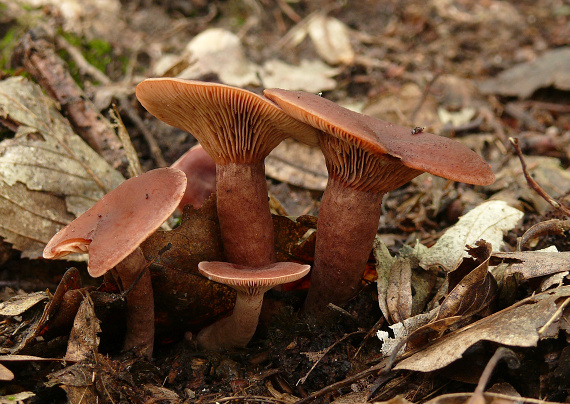 rýdzik   Lactarius sp.