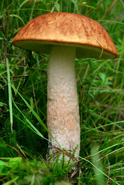 kozák osikový Leccinum albostipitatum den Bakker & Noordel.