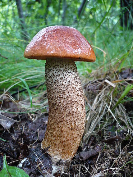 kozák dubový  Leccinum aurantiacum (Bull.) Gray