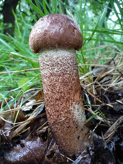 kozák dubový  Leccinum aurantiacum (Bull.) Gray