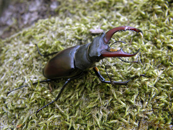 roháč veľký (obyčajný) / roháč obecný ♂ Lucanus cervus Linnaeus, 1758