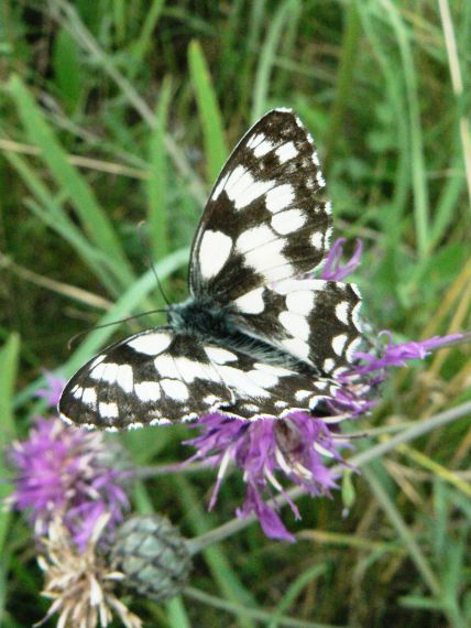 očkáň timotejkový Melanargia galathea L.