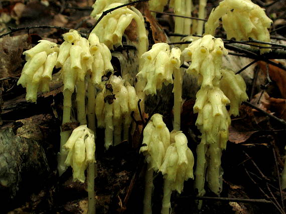 hniliak smrekový Monotropa hyphophitis