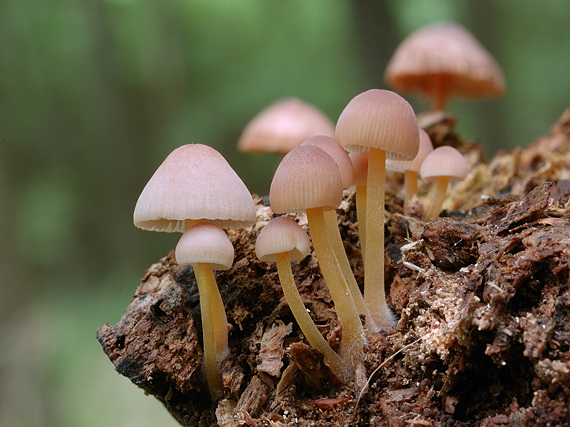 prilbička žltohlúbiková Mycena renati Quél.