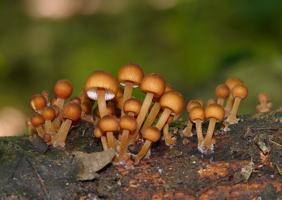 prilbička žltohlúbiková Mycena renati Quél.