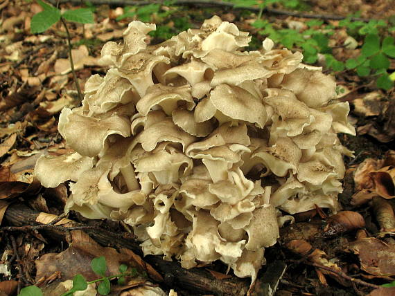 trúdnik klobúčkatý Polyporus umbellatus (Pers.) Fr.