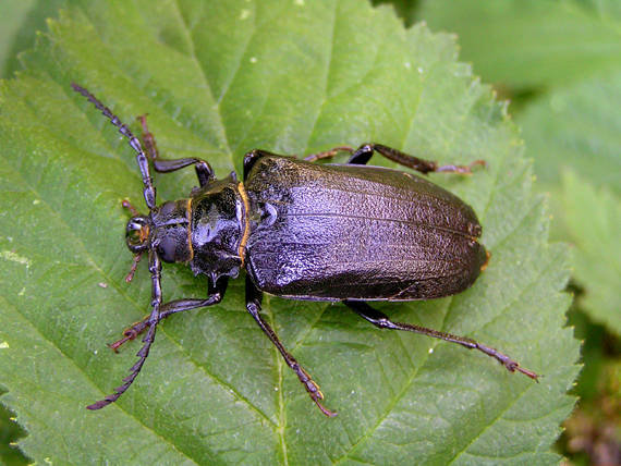 fuzáč hrubý / tesařík piluna ♀ Prionus coriarius Linnaeus, 1758