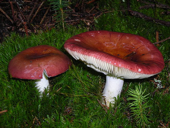 plávka Russula sp.