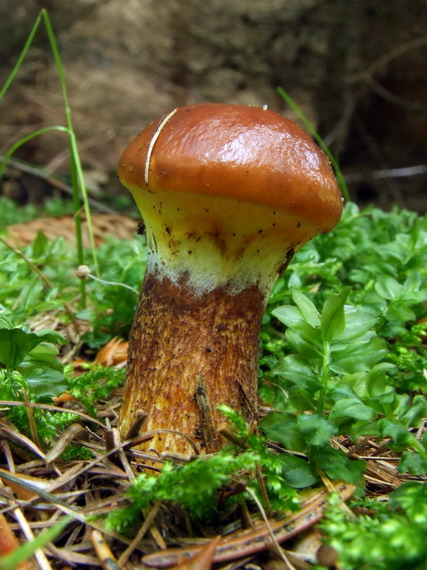 masliak smrekovcový Suillus grevillei (Klotzsch) Singer