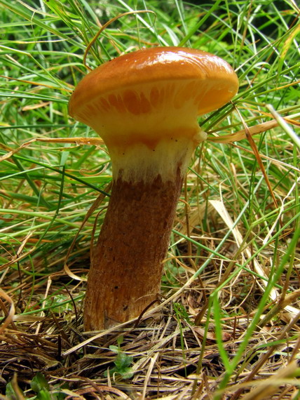 masliak smrekovcový Suillus grevillei (Klotzsch) Singer