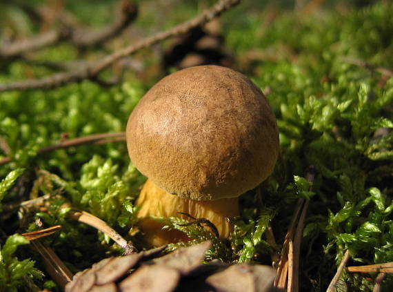 podhríb žlčový Tylopilus felleus (Bull.) P. Karst.