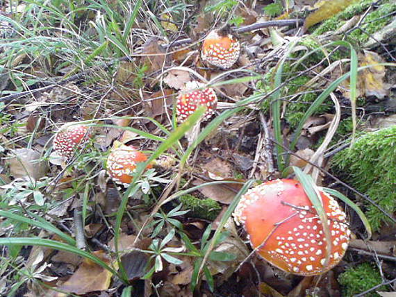 muchotrávka červená amanita muscaria (L.) Lam.