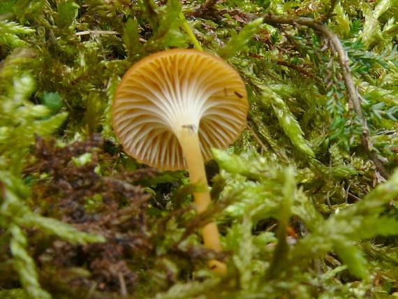 kalichovka Postova - Kalichovka oranžová  Loreleia postii (Fr.) Redhead, Moncalvo, Vilgalys & Lutzoni, 2002