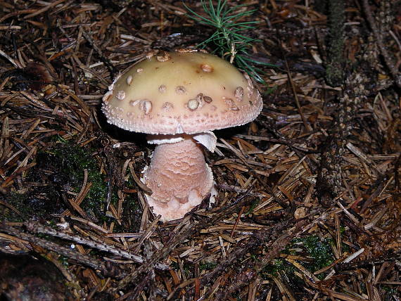 muchotrávka červenkastá Amanita rubescenes