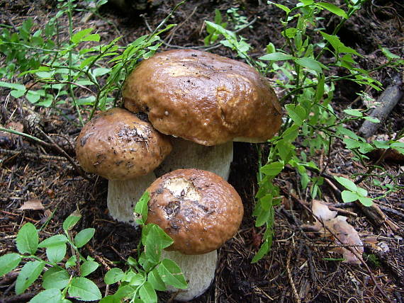 hríb smrekový Boletus edulis Bull.