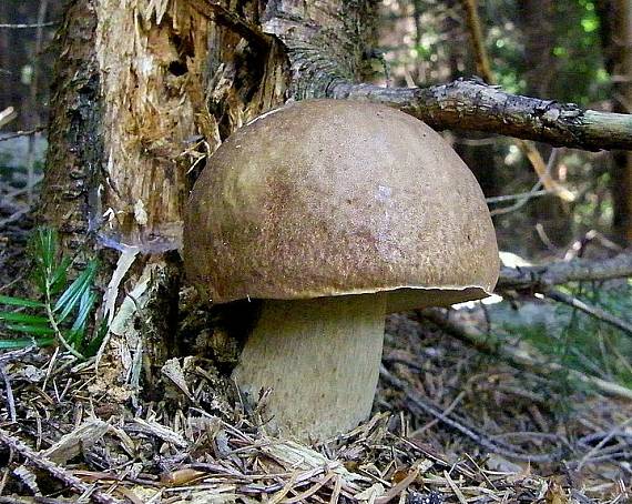 hríb smrekový Boletus edulis Bull.