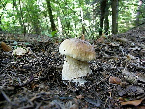 hríb smrekový Boletus edulis Bull.