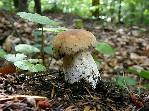 hríb smrekový Boletus edulis Bull.